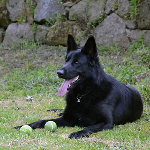 Galeria VillaDog 3