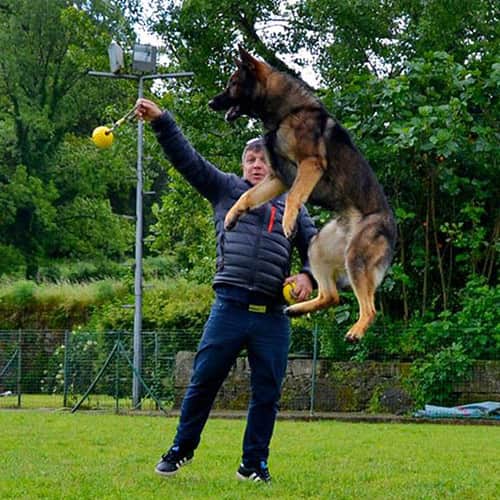 Galeria VillaDog 4